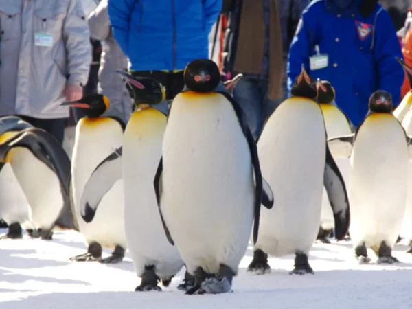 WINTER HOKKAIDO SAPPORO – FREE PENGUIN PARADE 7 Days Dep 19, 25, 27 Jan 2026