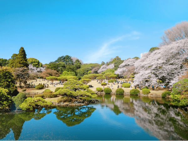 FAVORITE JAPAN CHERRY BLOSSOM 7 Days Dep 15, 16, 18, 21, 22 Mar 2026