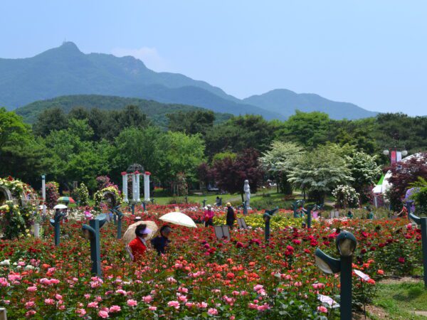 SEOUL NEW EXPLORE + NAMI ISLAND with MT SORAK 6 Days Dep 08 May - 26 Oct 2026