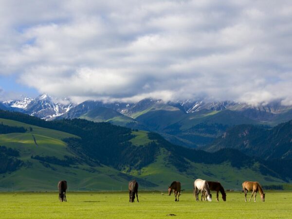 NORTHERN XINJIANG 12 Days Dep 21 May 2026